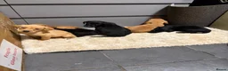 Labrador Retriever dogs for sale: Full Labrador Puppies   - Advert 3