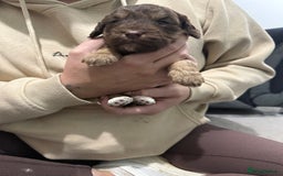 Cockapoo dogs for sale: F1 Cockerpoo’s  - Image 6