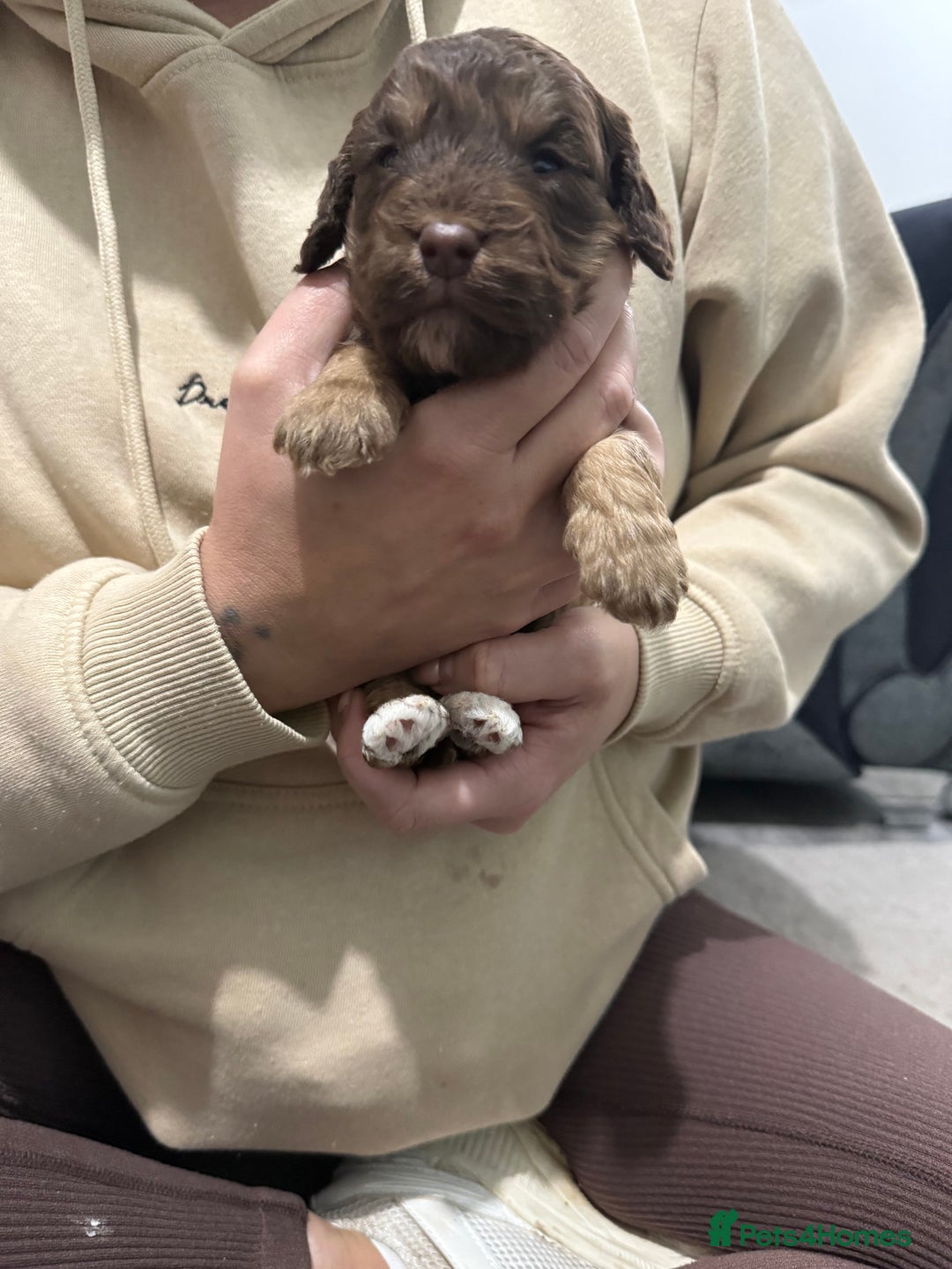Cockapoo dogs for sale: F1 Cockerpoo’s  - Image 6