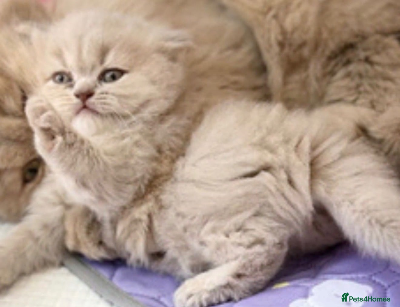 Persian cats Persian cross british short hair kittens  - Advert 1