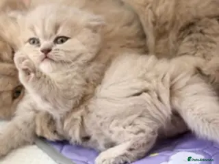 Persian cats Persian cross british short hair kittens - Advert 1