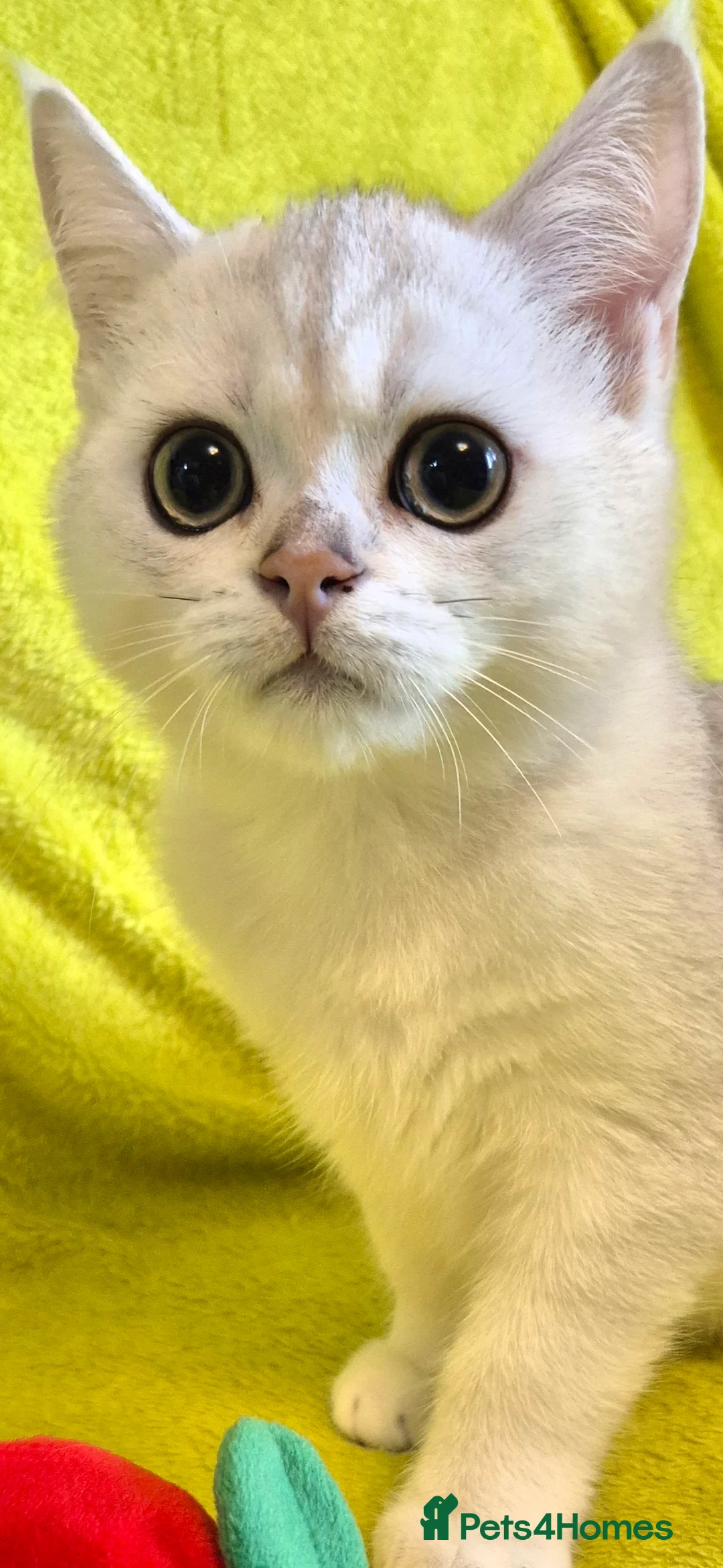 British Shorthair cats for sale: GCCF one boy British silver shorthair - Advert 3