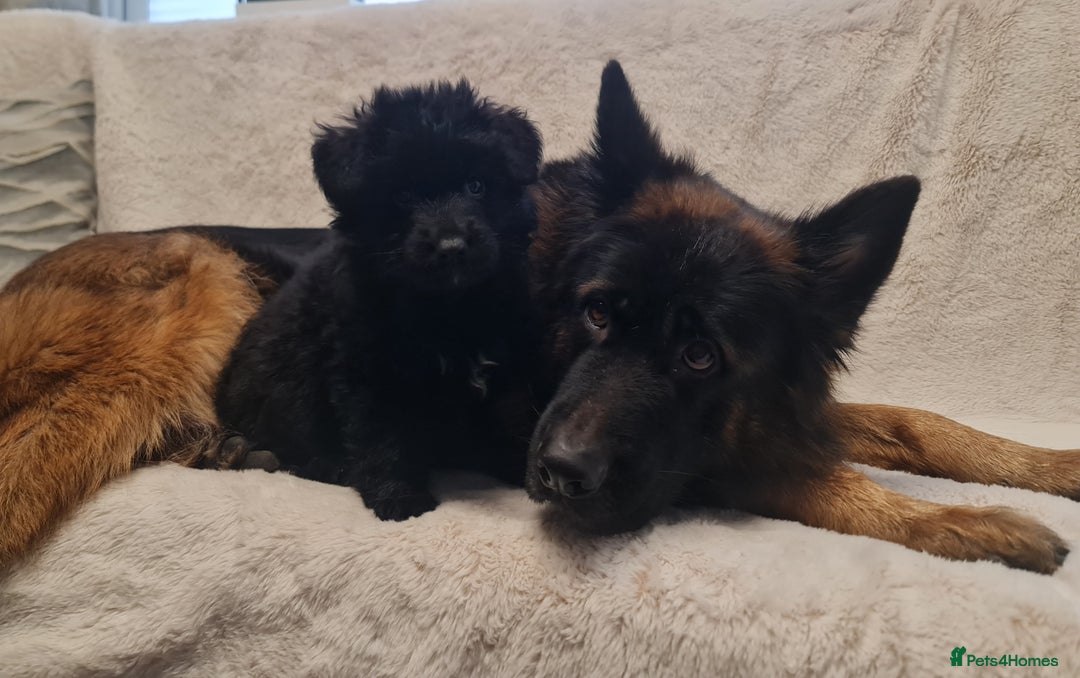 German Shepherd dogs for sale: KC, Top Quality Long Hair GSD Puppies  - Advert 28