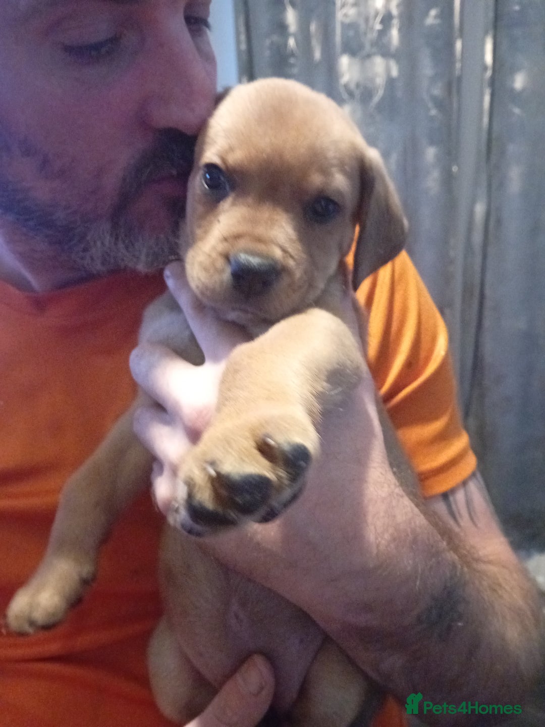Mixed Breed dogs for sale: Rottweiler cross 1 female left can leave 23rd Aug  - Image 2