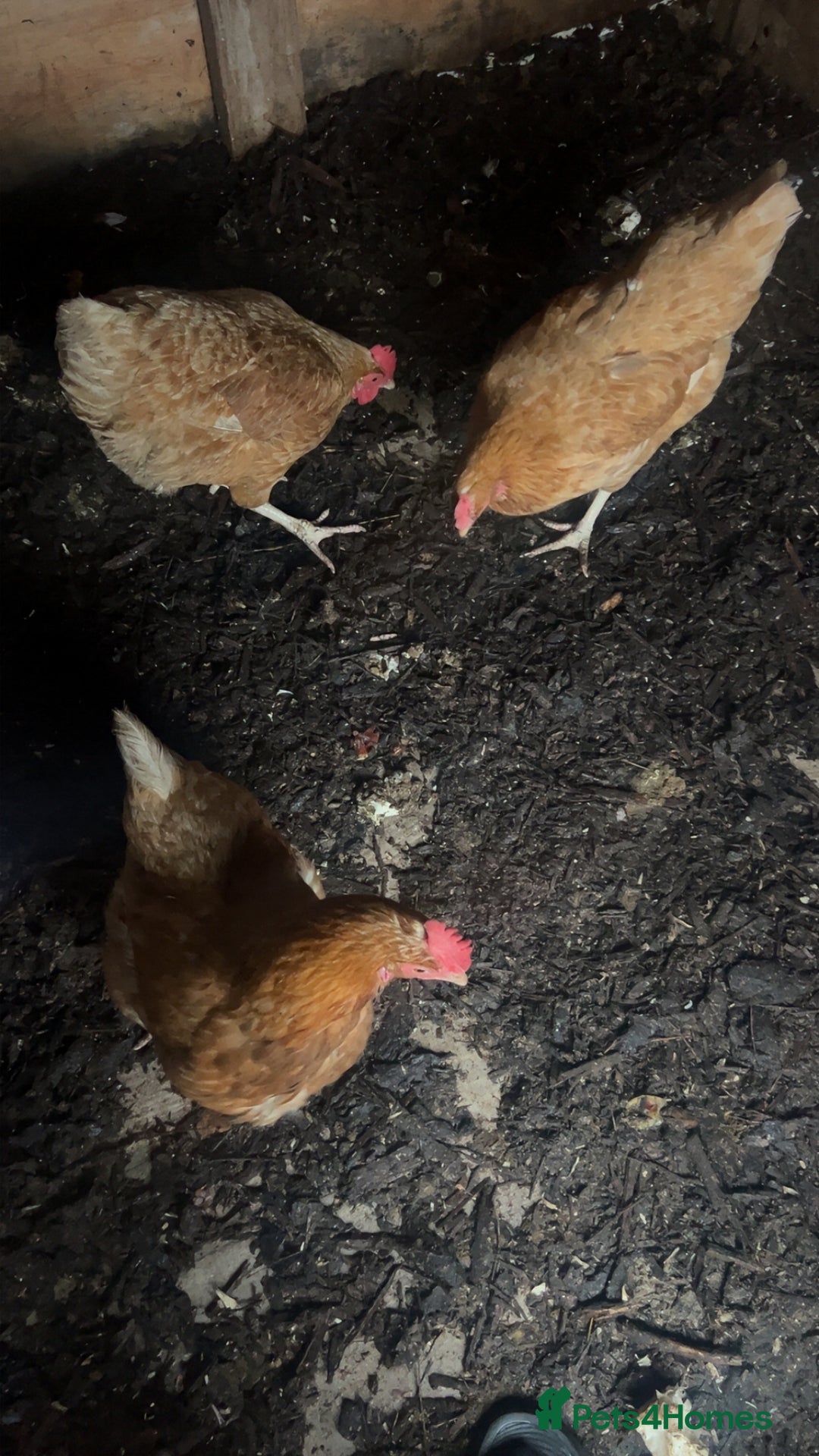Chickens poultry for sale: 3 Laying Hens  - Advert 1
