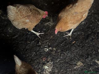 Chickens poultry 3 Laying Hens - Advert 7