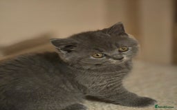 British Shorthair cats for sale: British shorthair  - Image 32