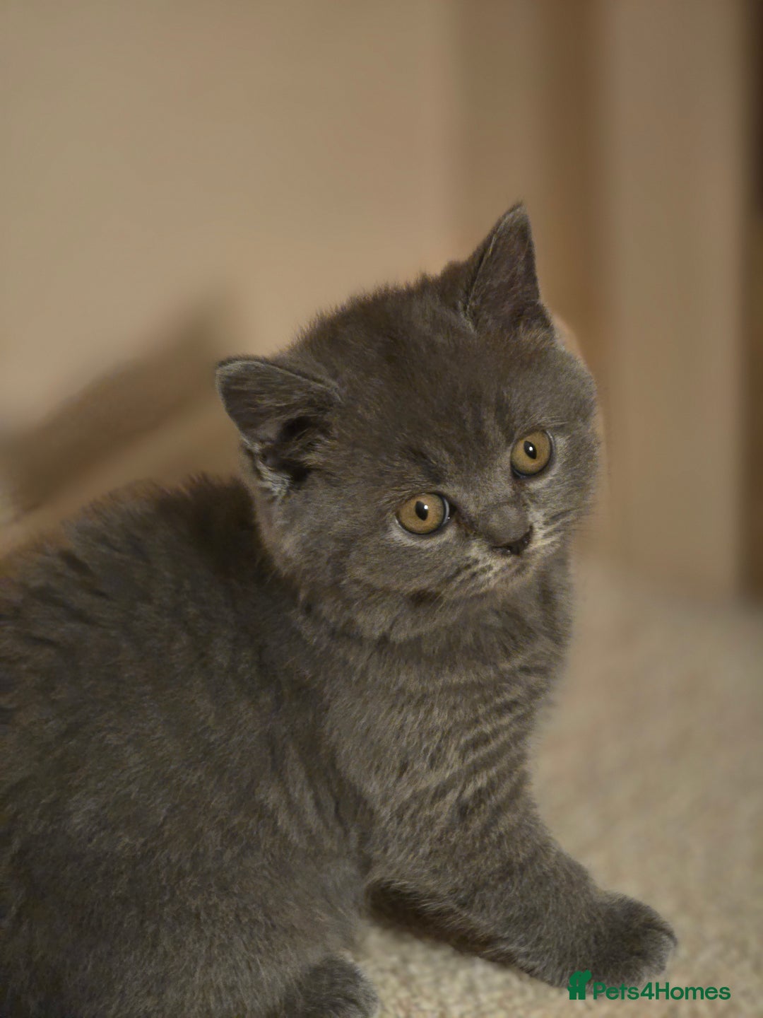 British Shorthair cats for sale: British shorthair  - Image 32