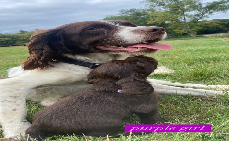 Sprocker dogs - Advert 4