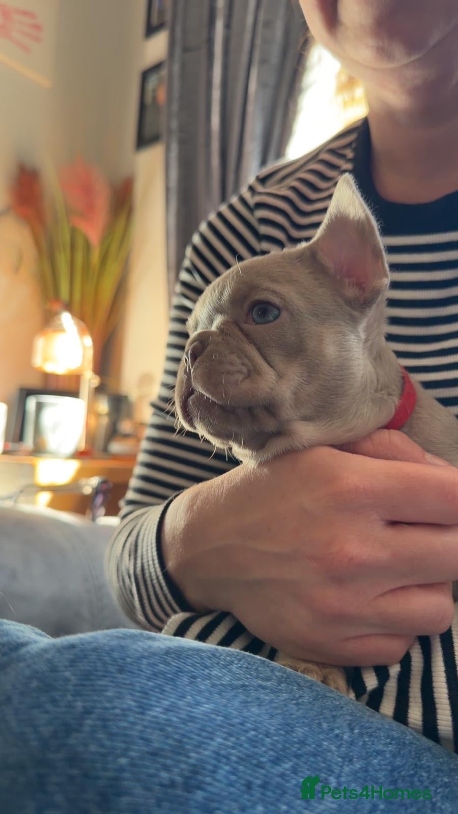 French Bulldog dogs ONLY GIRLS LEFT READY 18 MARCH ❤️❤️❤️  - Advert 15