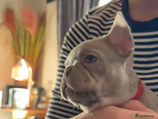 French Bulldog dogs ONLY GIRLS LEFT READY 18 MARCH ❤️❤️❤️ - Advert 15