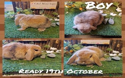 Mini Lop rabbits for sale: Mini lop kits available soon  - Image 1