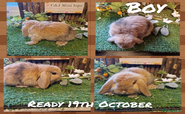 Mini Lop rabbits - Advert 1