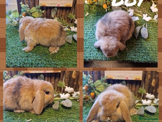 Mini Lop rabbits - Advert 2