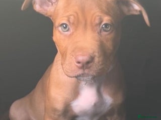 Bullmastiff dogs - Advert 3