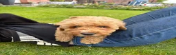 Cockapoo dogs for sale: Cockapoo Puppies!! 🐶  - Advert 20