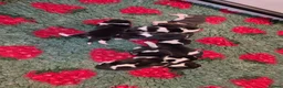 Beagle dogs for sale: Stunning litter kc reg Beagle puppies - Advert 5