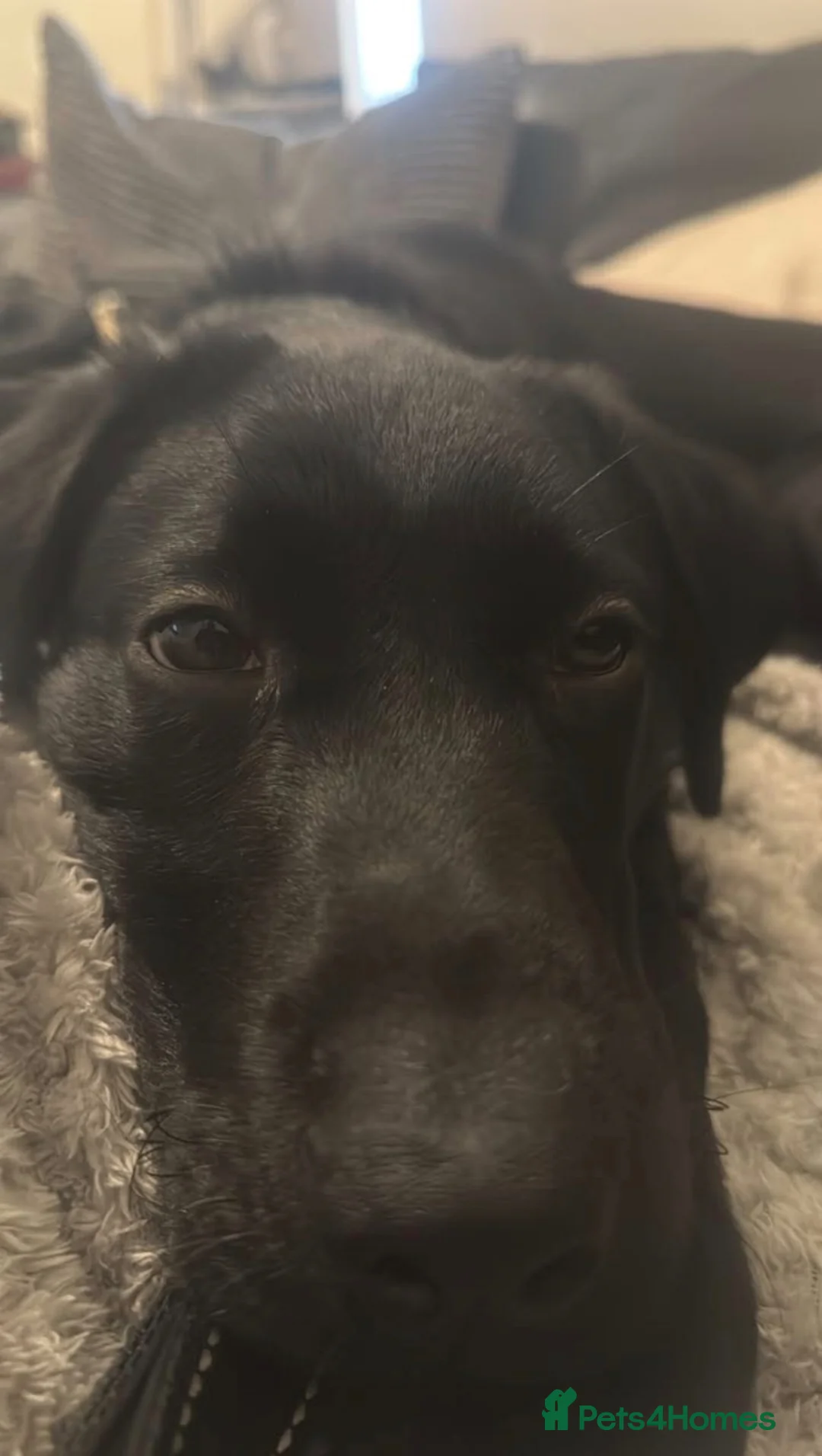 Labrador Retriever dogs for sale: Labrador retriever 11 month old - Advert 7