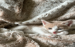 Domestic Shorthair cats for sale: Loving Home-Raised Kittens for Sale - Read Discrip - Image 20