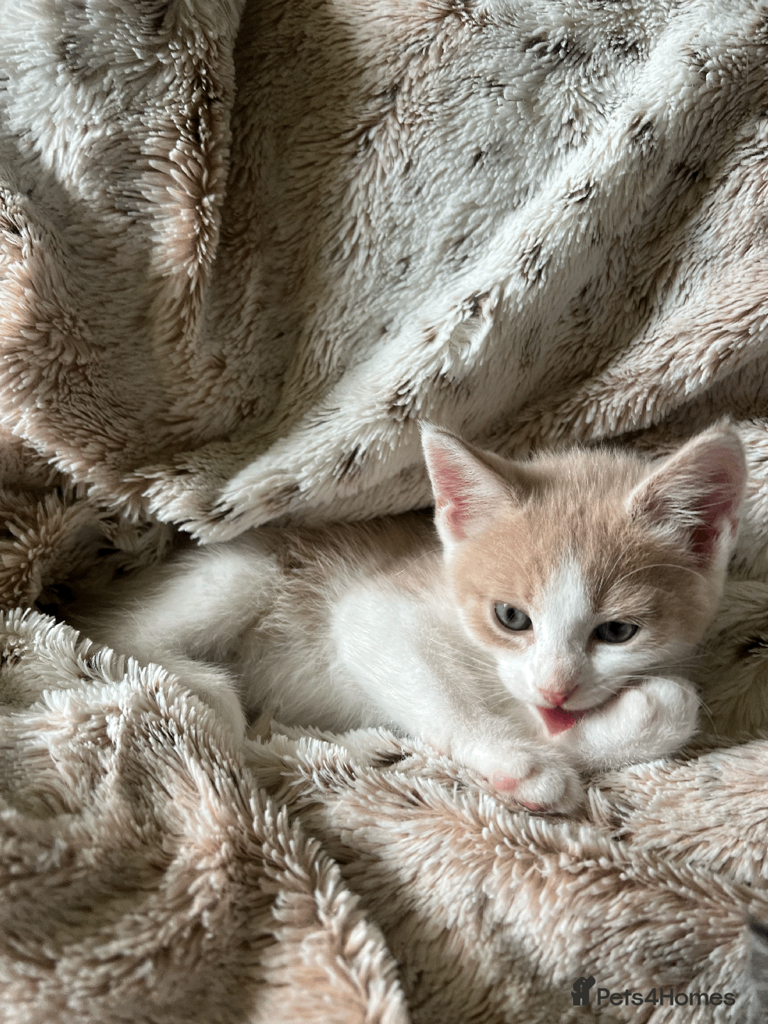 Domestic Shorthair cats for sale: Loving Home-Raised Kittens for Sale - Read Discrip - Image 20