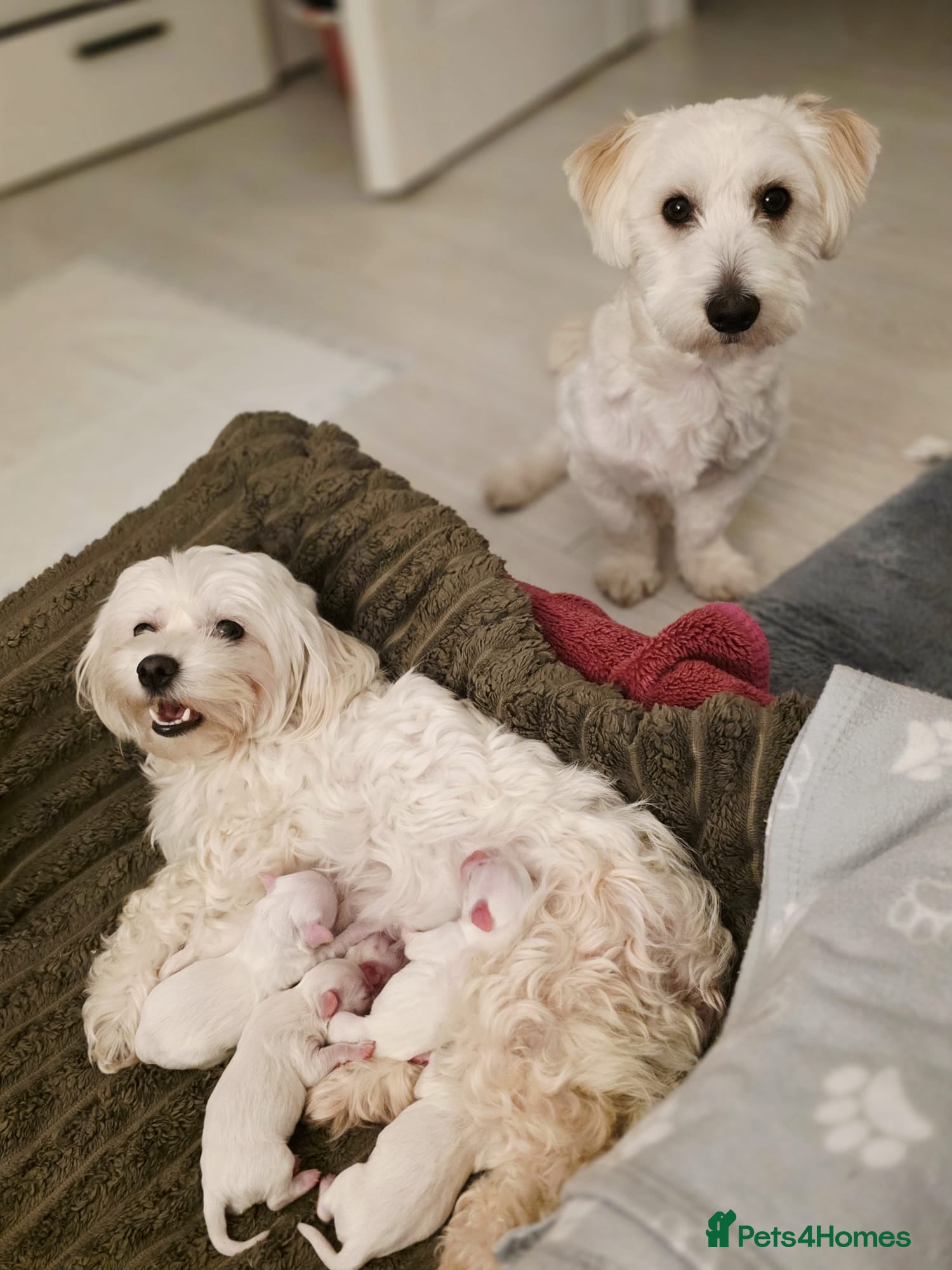 Maltese dogs 3 Boys 1 Girl in Birmingham - Advert 1