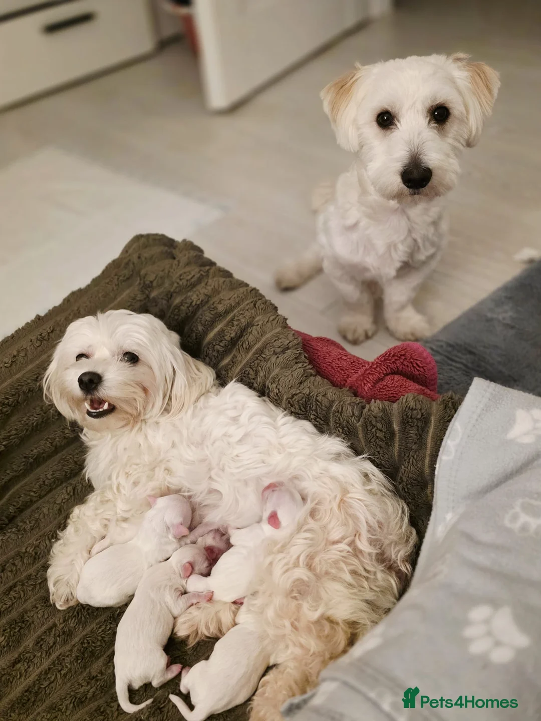Maltese dogs for sale: 3 Boys 1 Girl in Birmingham - Advert 1
