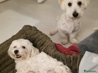 Maltese dogs 3 Boys 1 Girl in Birmingham - Advert 1