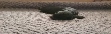 Cocker Spaniel 2