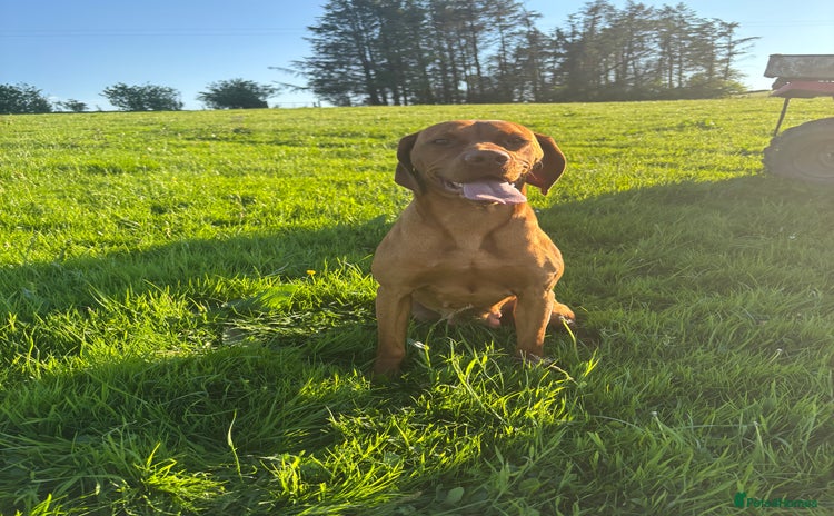 Hungarian Vizsla dogs - Advert 1
