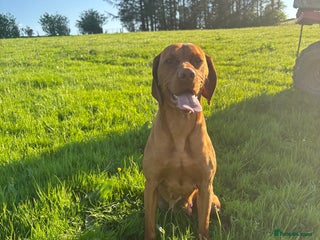 Hungarian Vizsla dogs - Advert 5
