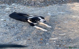 Border Collie dogs for sale: Border Collie Taff - Image 1