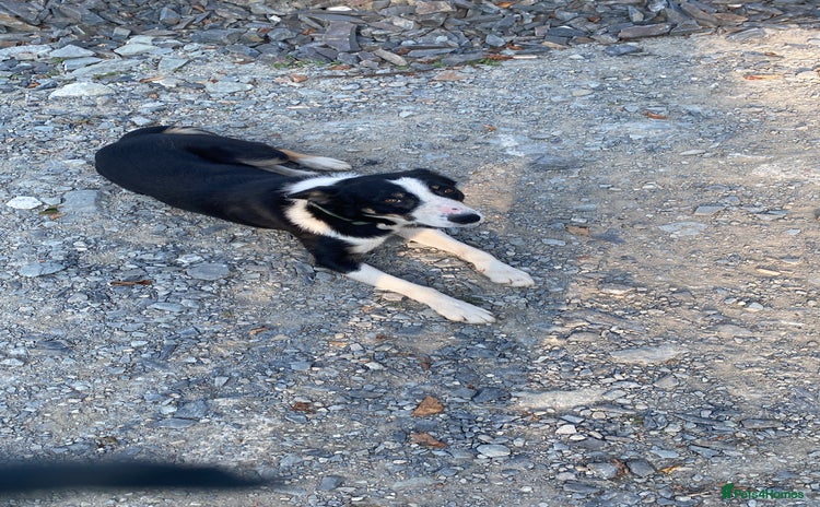 Border Collie dogs - Advert 15