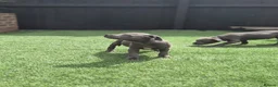 Staffordshire Bull Terrier dogs for sale: Ready to leave!!!!!!! in Rotherham - Advert 31