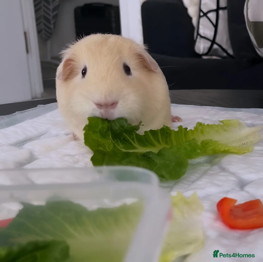Guinea Pig rodents for sale: 2 pure bred guinea pigs (free) in London - Advert 2