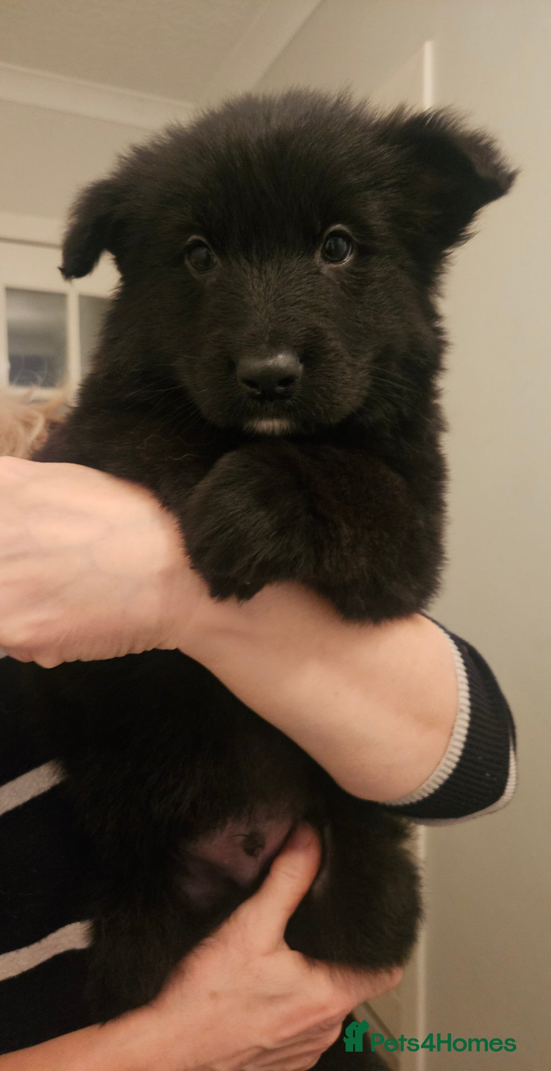 German Shepherd dogs for sale: Long haired german shepherd puppies - Advert 10