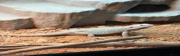 Bearded Dragon reptiles for sale: Hypo morph bearded dragon 10 months old in Lancaster - Advert 3