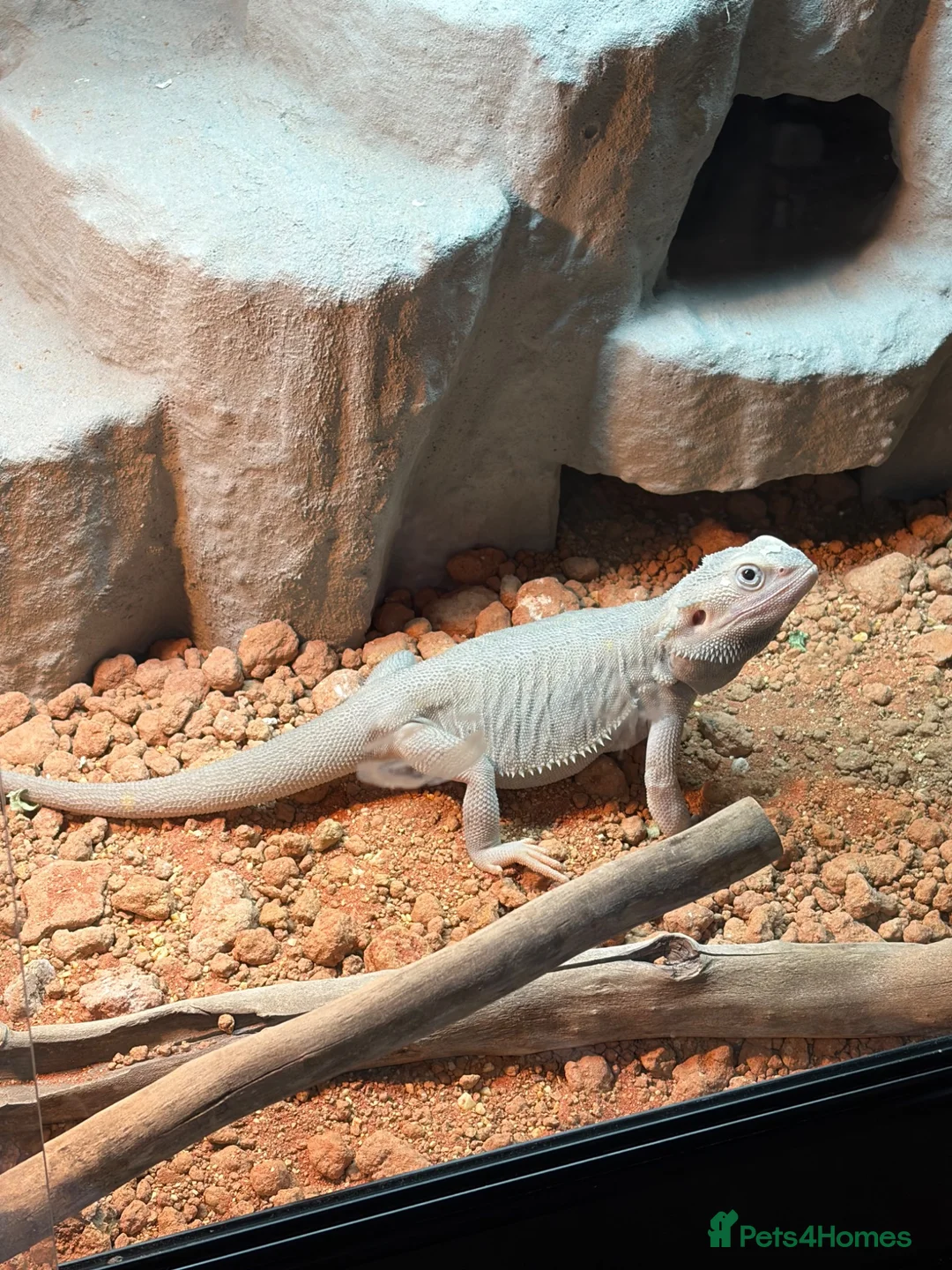 Bearded Dragon reptiles for sale: Hypo morph bearded dragon 10 months old in Lancaster - Advert 3