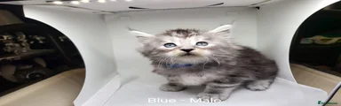 Maine Coon 2 Dark Blue Collar Sold