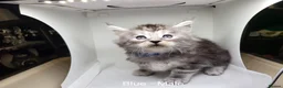 Maine Coon cats for sale: Maine Coon Kittens For Sale (Ready Soon) - Advert 11