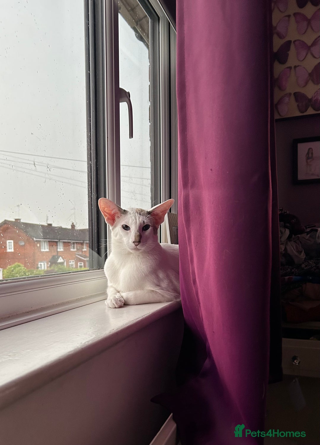 Oriental cats for sale: Oriental Male Cat - 3 years old  - Image 7