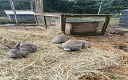 Mixed Breed rabbits for sale: Beautiful baby rabbits, ready for new home. - Image 2