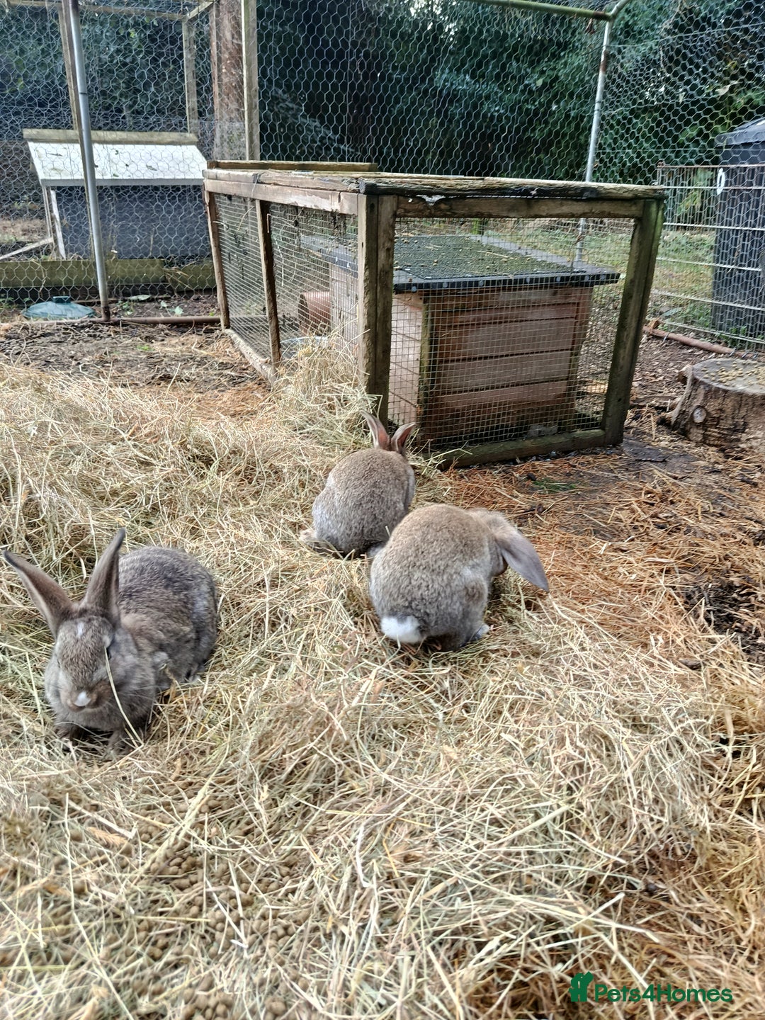 Mixed Breed rabbits for sale: Beautiful baby rabbits, ready for new home. - Image 2
