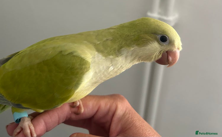 Parakeets birds - Advert 1