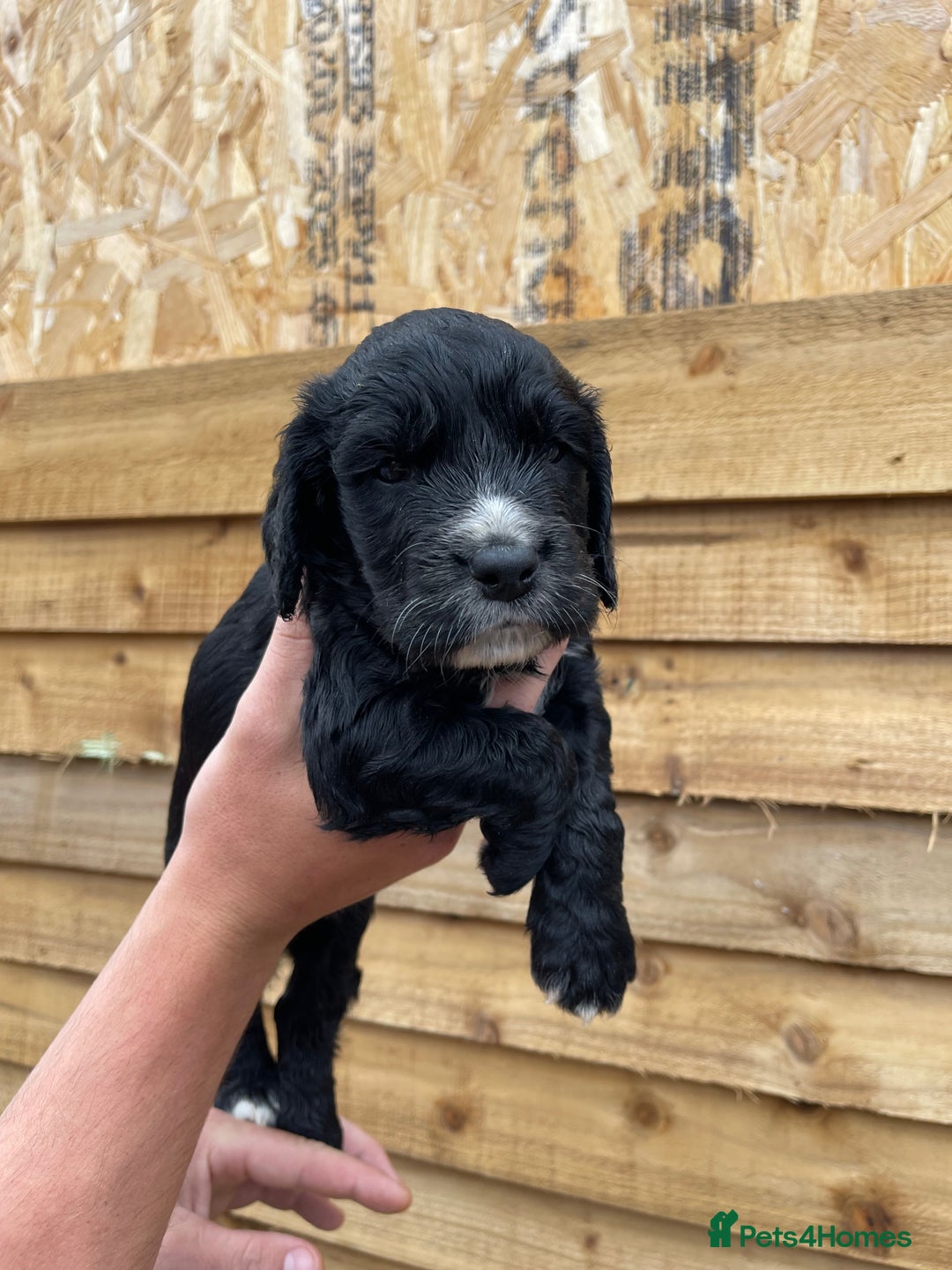 Cocker Spaniel dogs for sale: Cocker Spaniel Pups  - Image 4