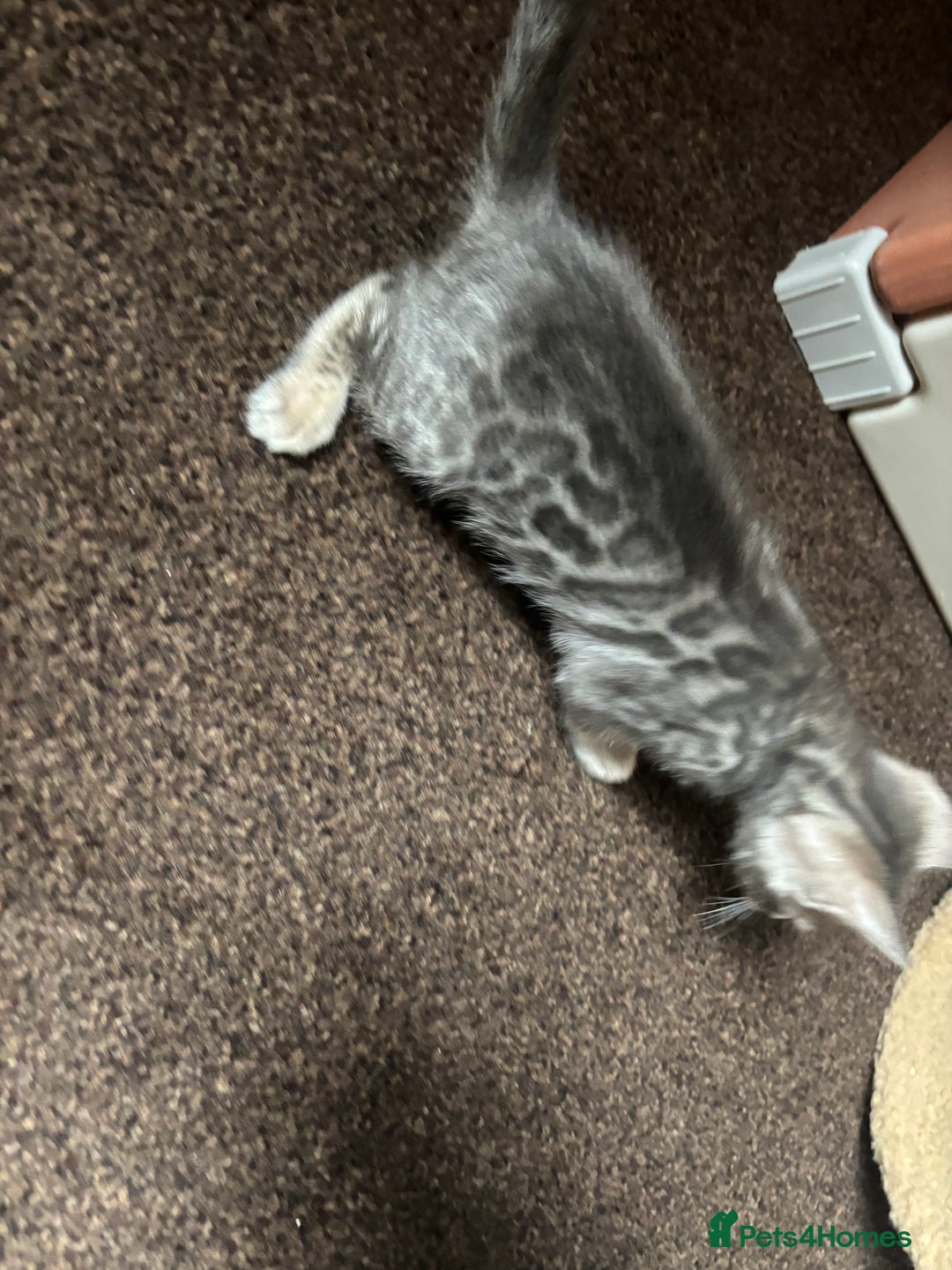 Bengal cats for sale: STUNNING BENGAL KITTENS  - Image 11
