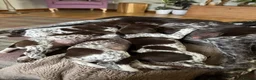 German Shorthaired Pointer dogs for sale: German shorthair pointer puppies  in Alford - Advert 5