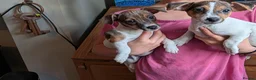Jack Russell dogs for sale: Working Jack's(vet papers)Traditioal Jack Russel  - Advert 2