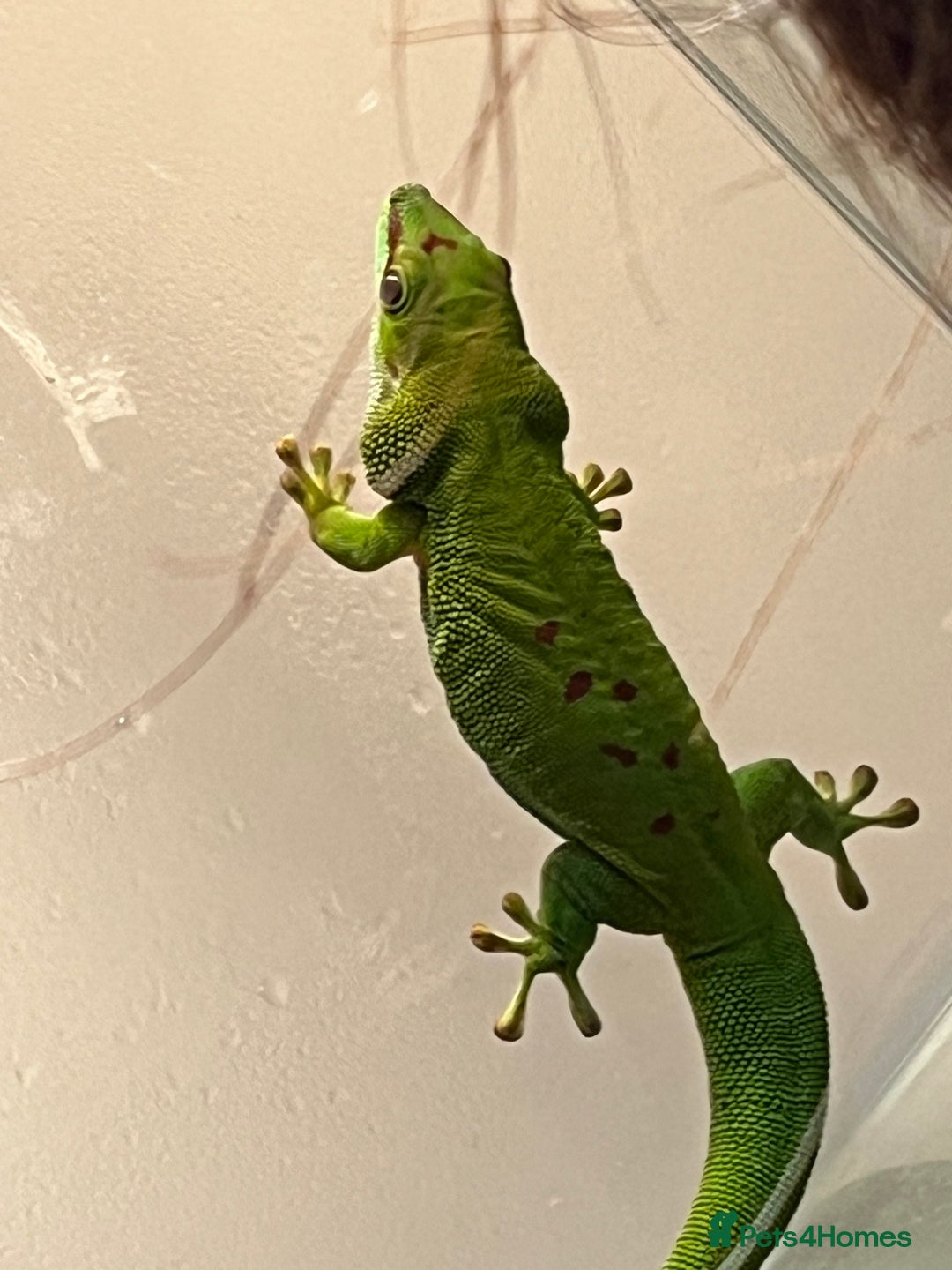 Gecko reptiles for sale: Giant Day Gecko plus bioactive enclosure - Image 8