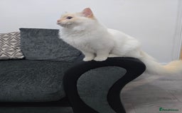 Ragdoll cats for sale: Rare flame point- female - Image 5