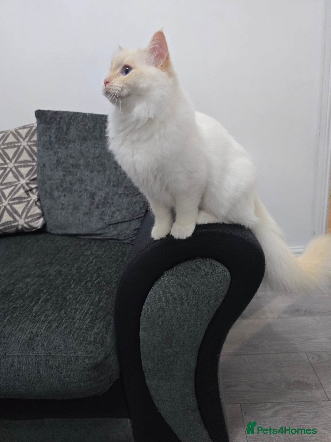 Ragdoll cats for sale: Rare flame point- female - Image 5